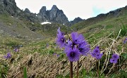 62 Soldanelle alpine al Laghetto di Ponteranica (superiore) con vista in Valletto